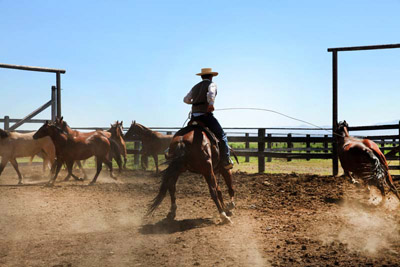 Ranch horse work